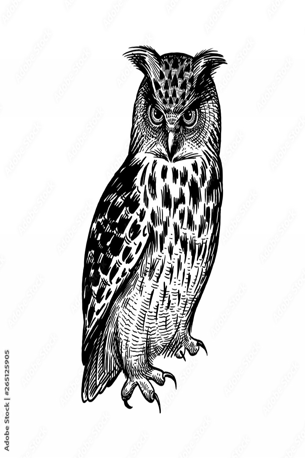 Owl. Predatory forest bird. Sketch hand drawing