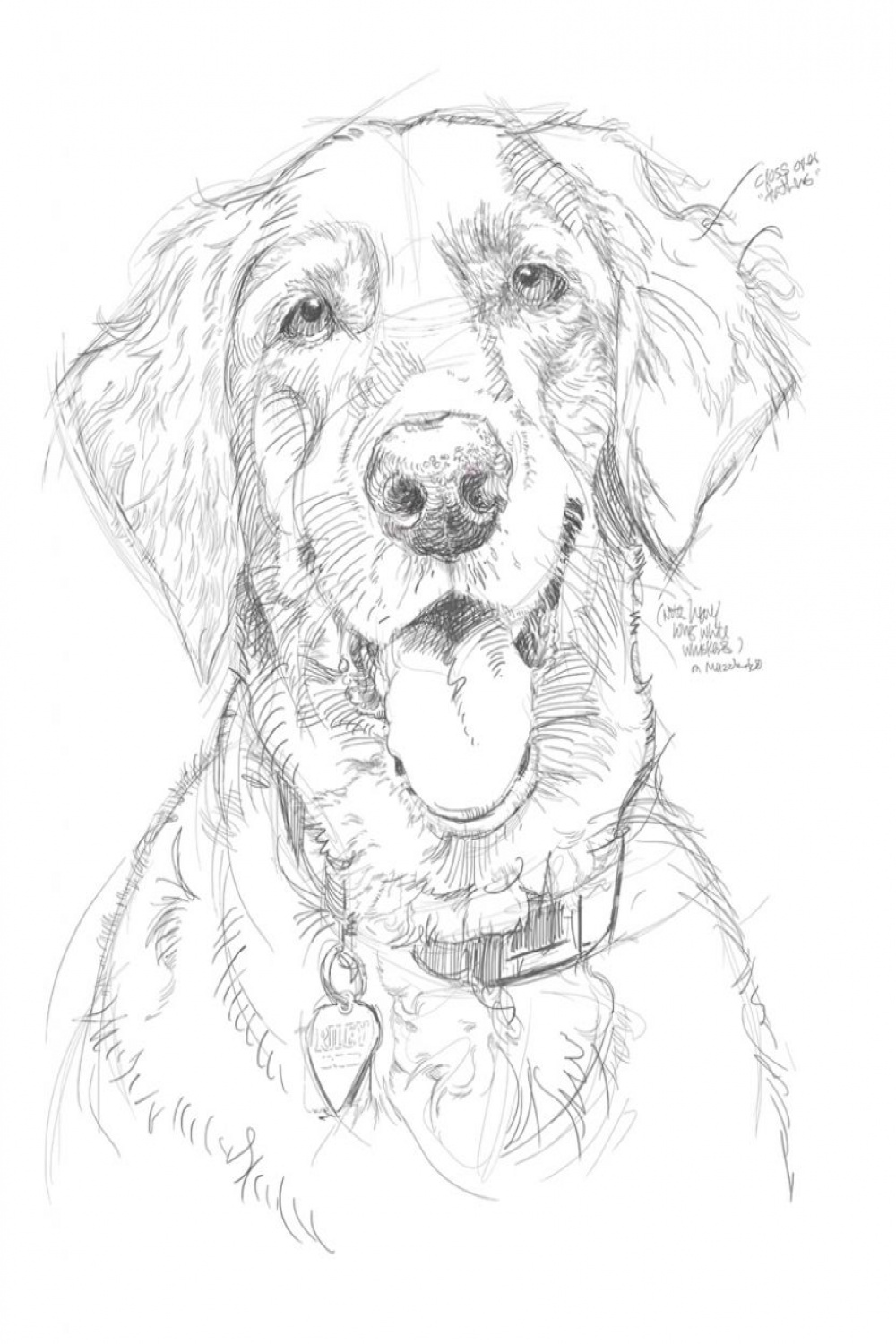 Pencil Sketches Of Dogs  www.pixshark