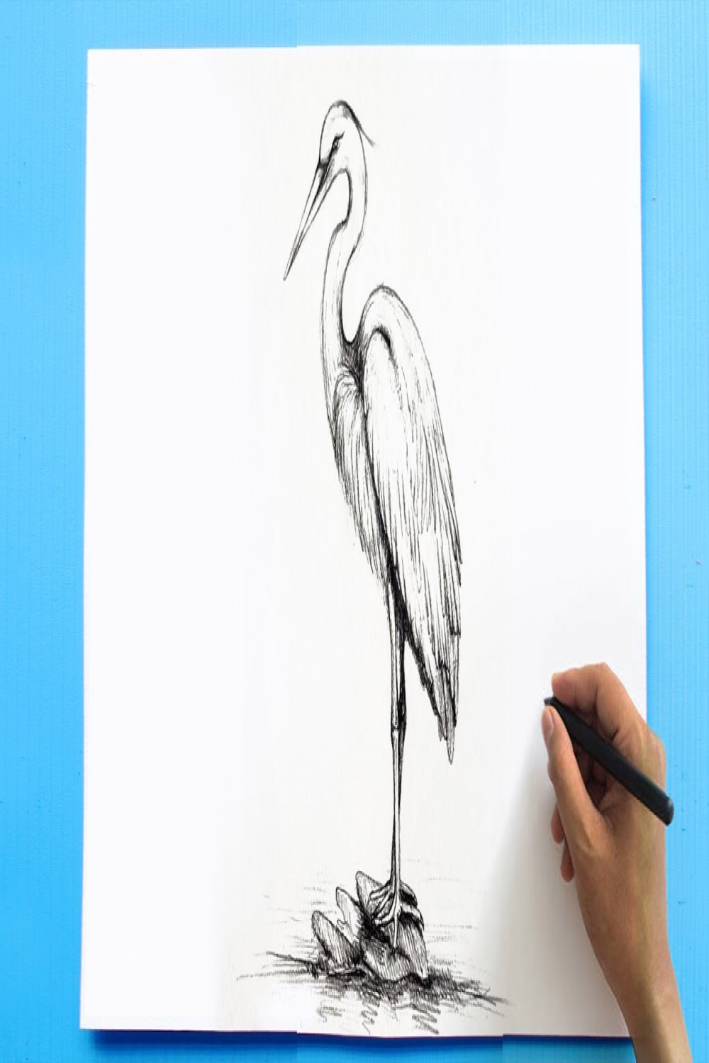 Perfect Heron Bird Drawing