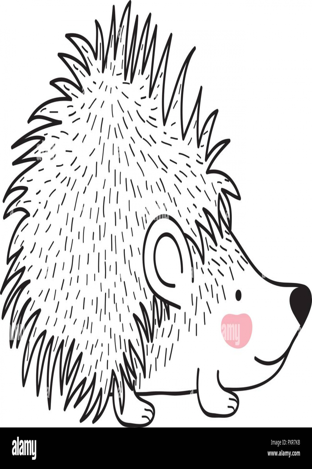 Porcupine drawing Stock Vector Images - Alamy