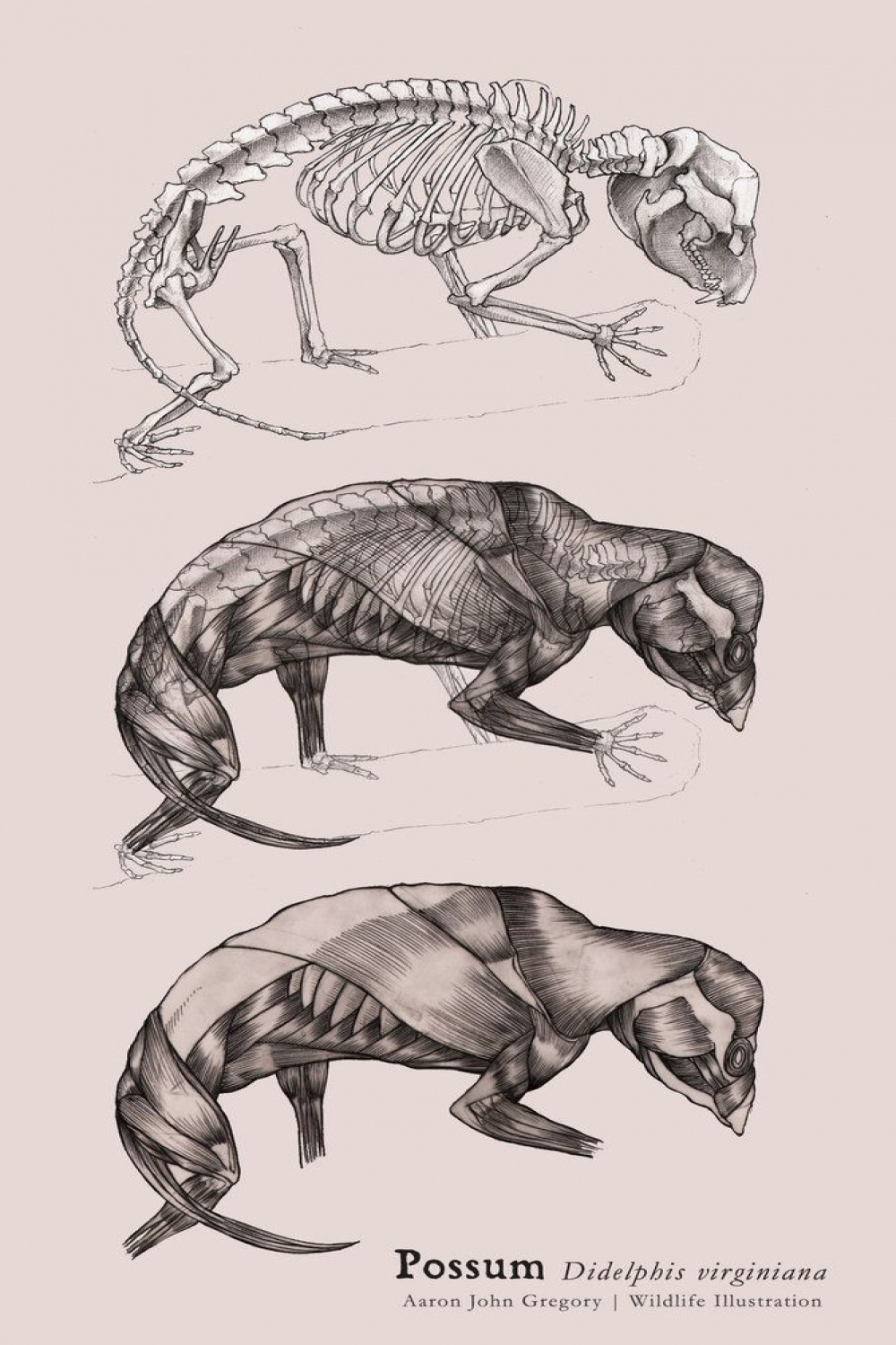 Possum Muscular and Skeletal Systems  Skeleton drawings, Dinosaur