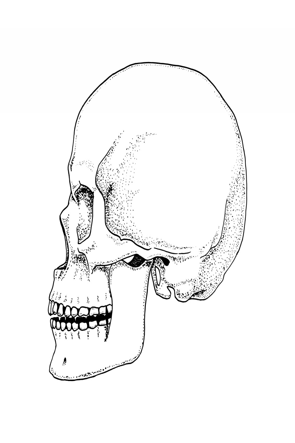 Premium Vector  Human biology, anatomy illustration