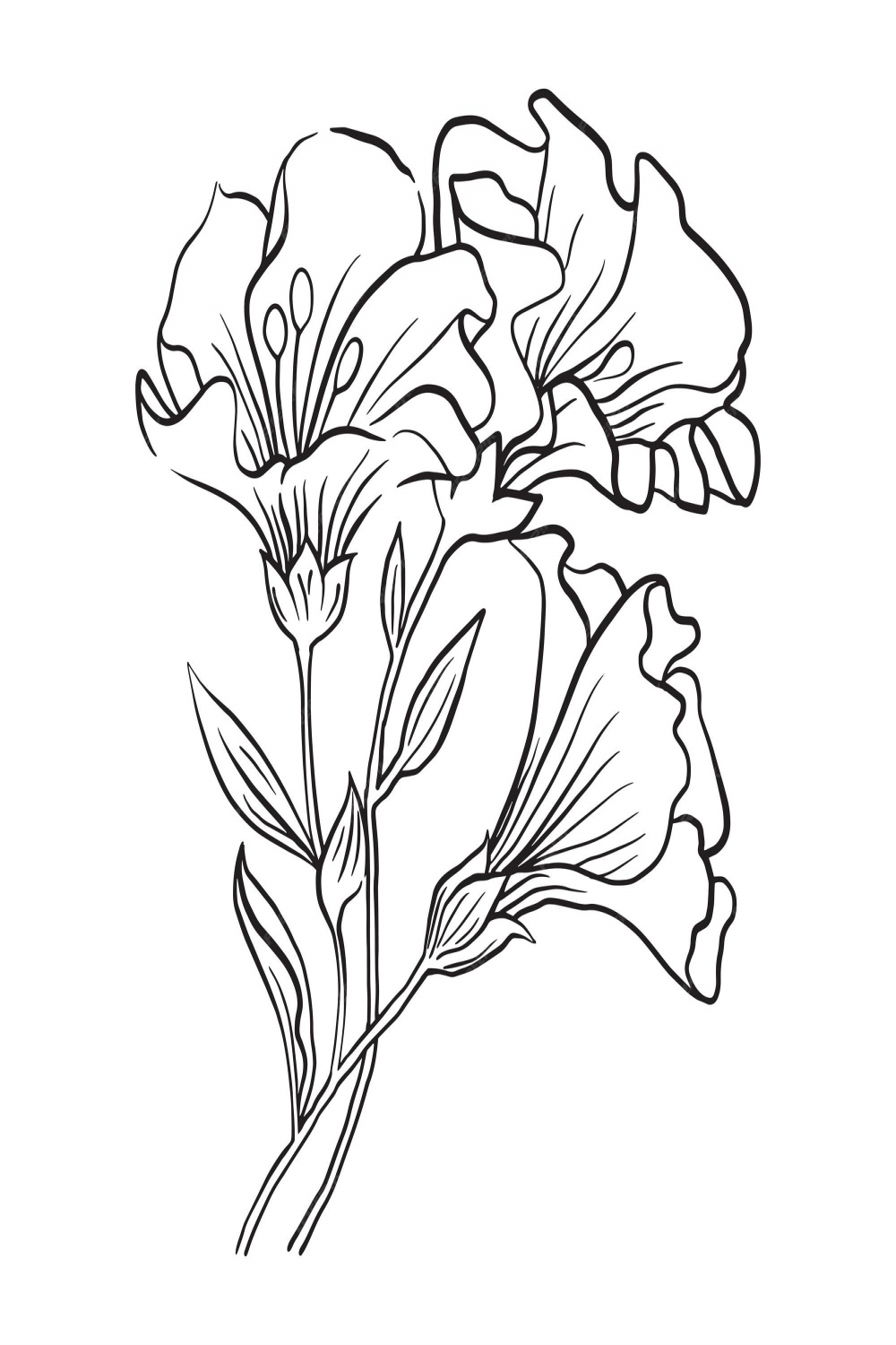 Premium Vector  Line detail flowers floral sketch flower illustration