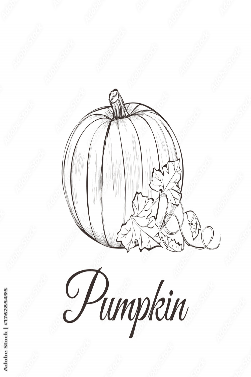 Pumpkin sketch drawing with leaves