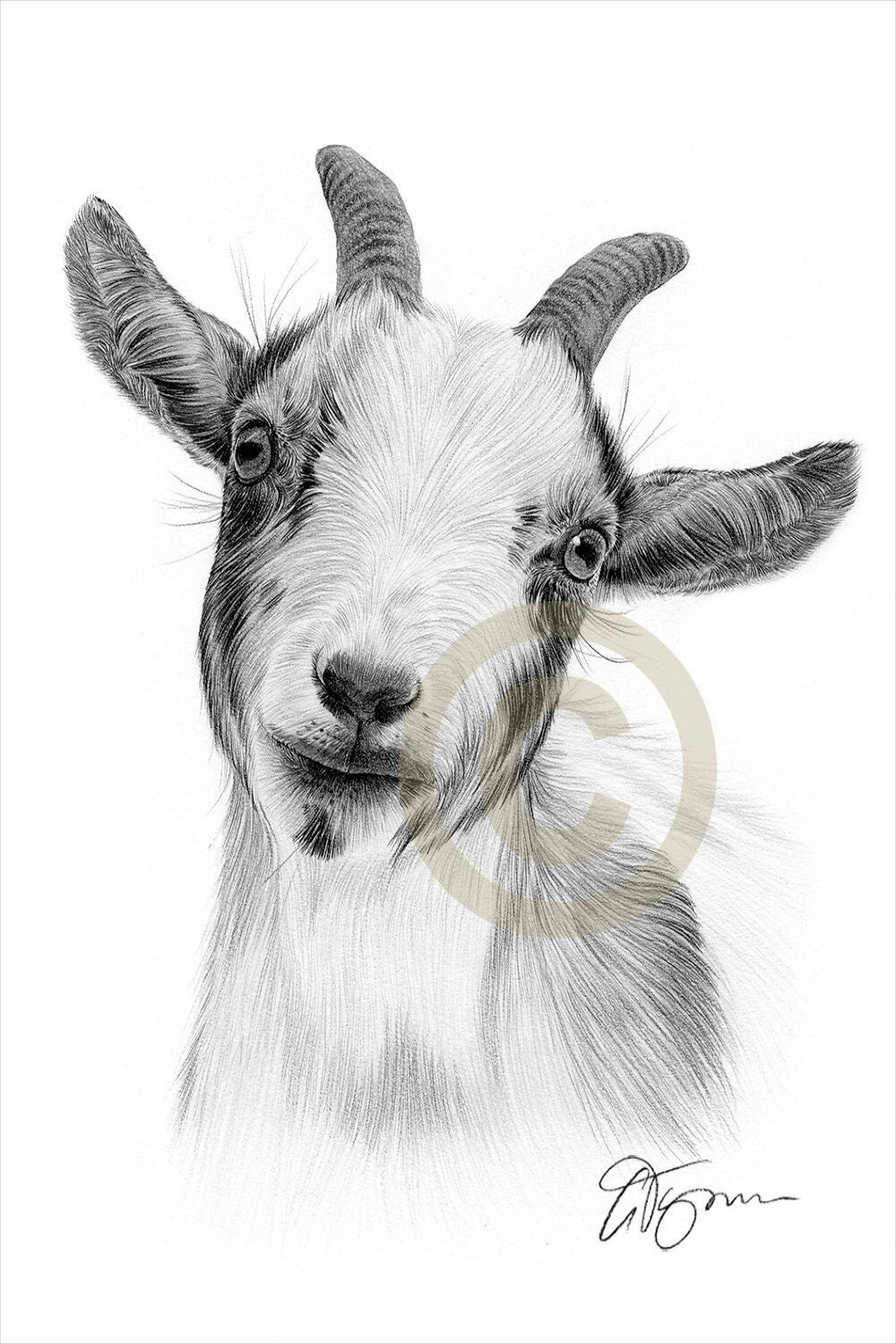 Pygmy Goat Kunstwerk - Bleistiftzeichnung - Tierkunst - Kunstwerk signiert  vom Künstler Gary Tymon - Ltd Ed  prints - A Größe Portrait