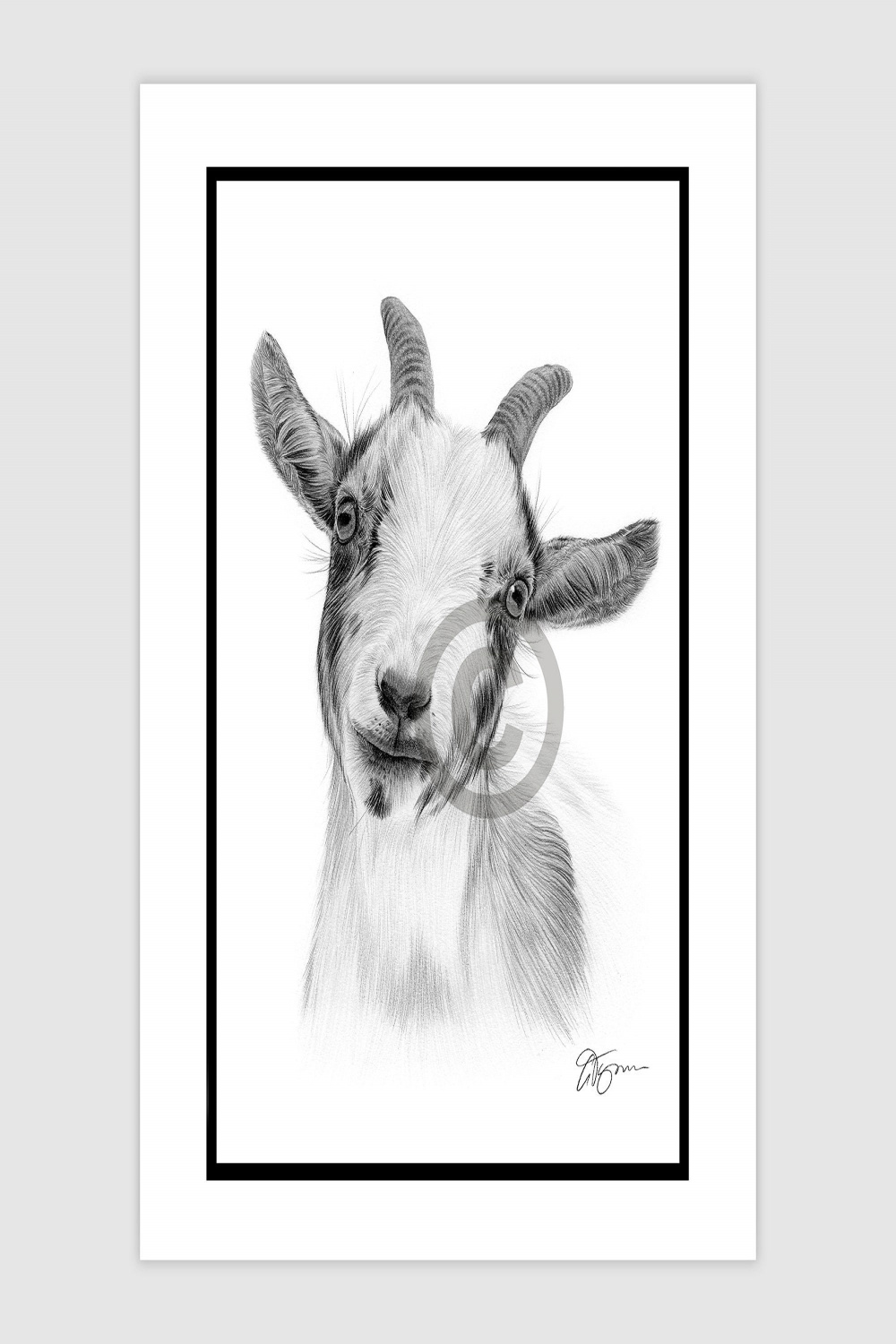PYGMY GOAT Original B&W Pencil Drawing Portrait Size . X