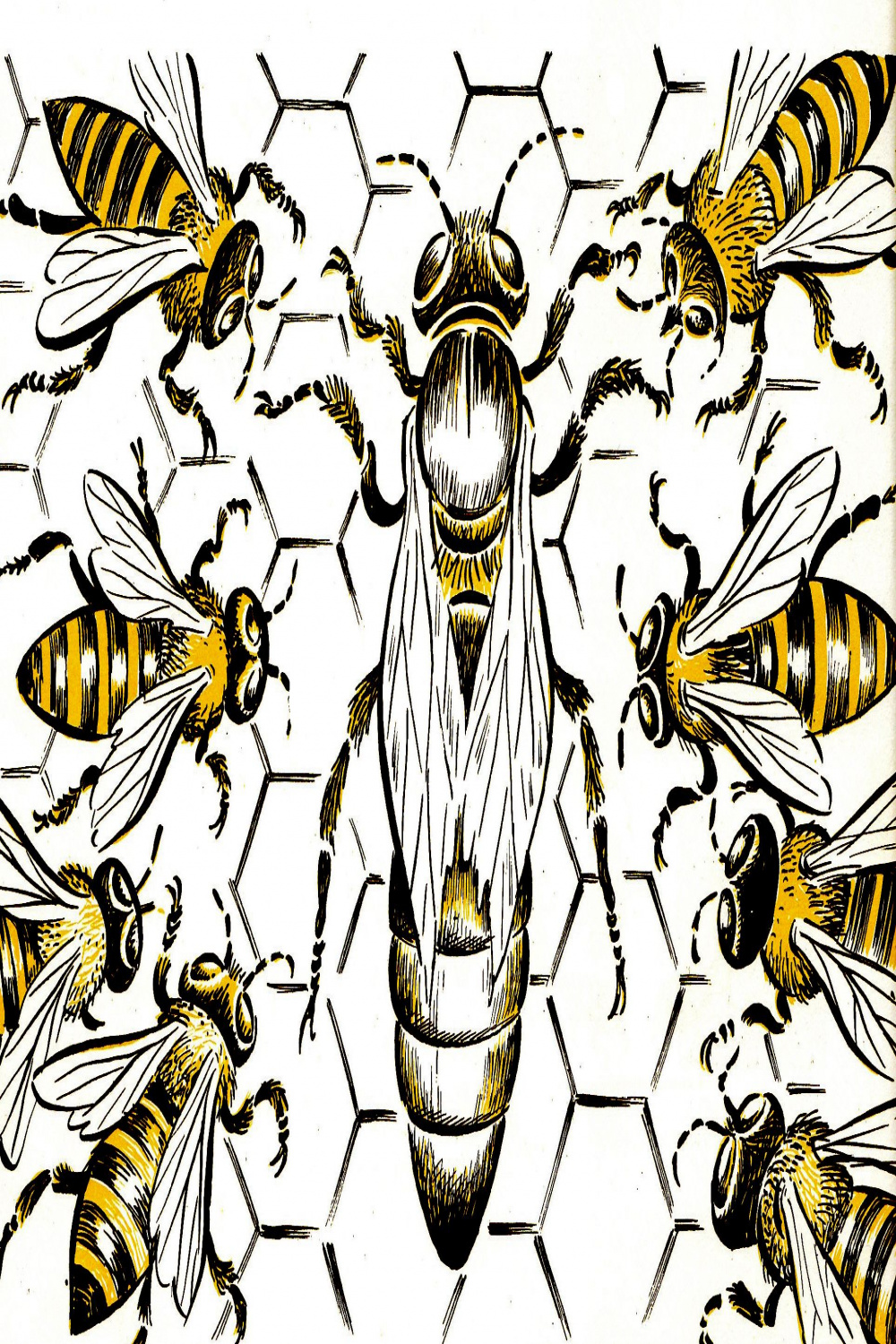 Queen Honey Bee Drawing - Viewing Gallery  Bee drawing, Honey bee
