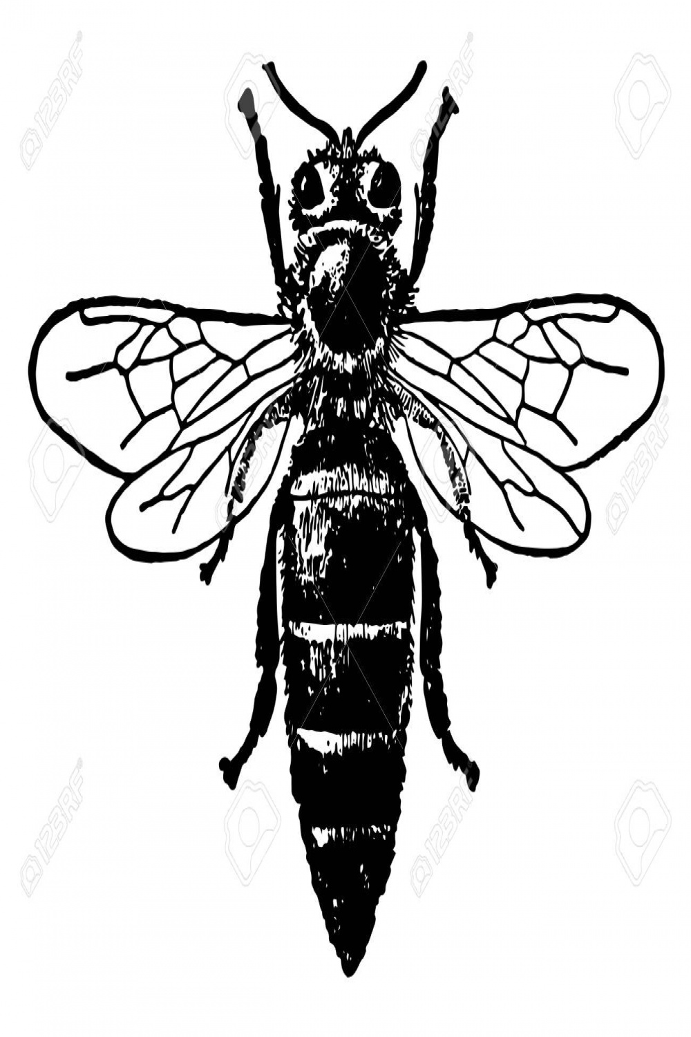 Queen Honey Bee, In Der Koloniale Nester Aus Wachs, Vintage-Linien