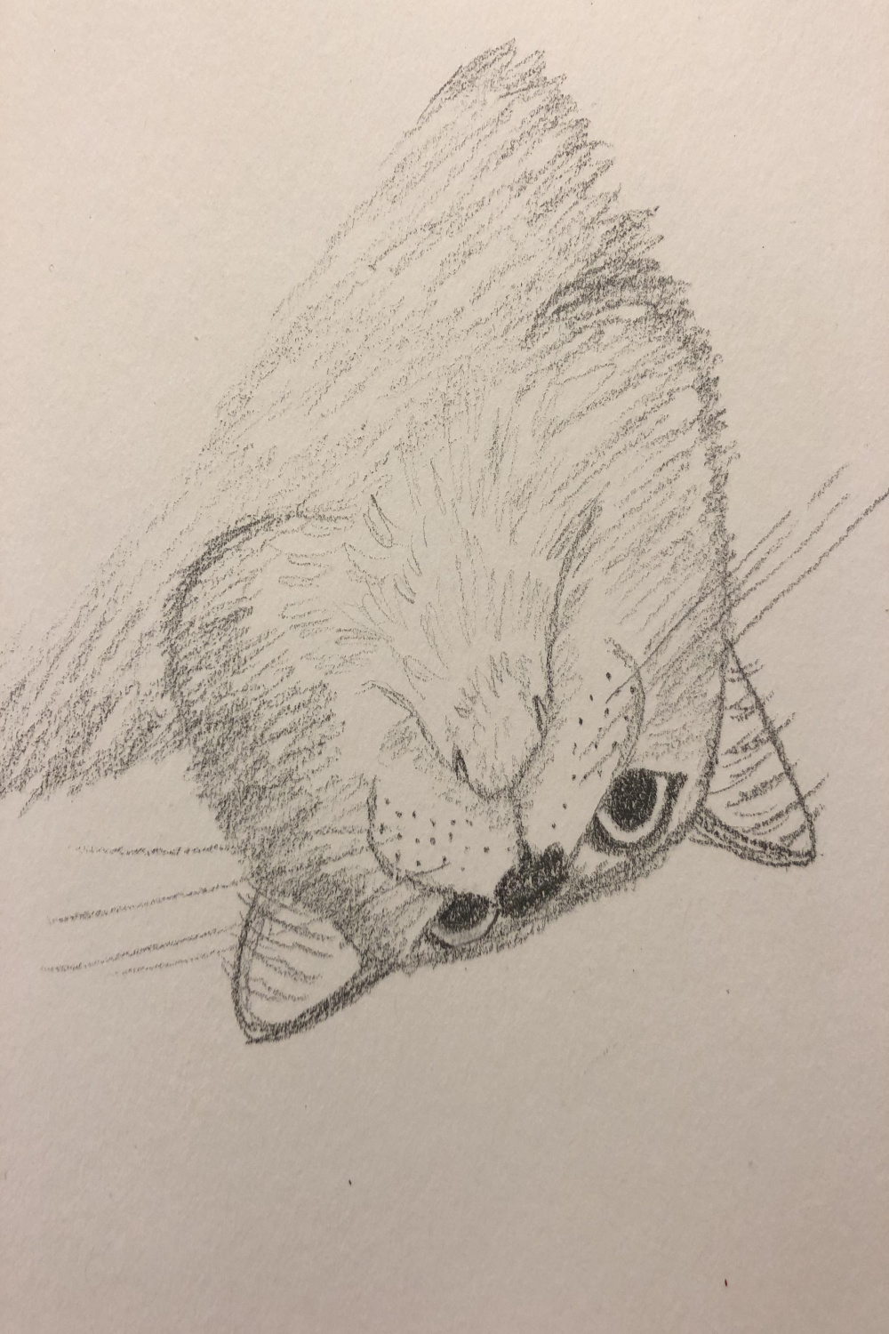 Quick sketch of my cat upside-down, featuring teefies : r/teefies