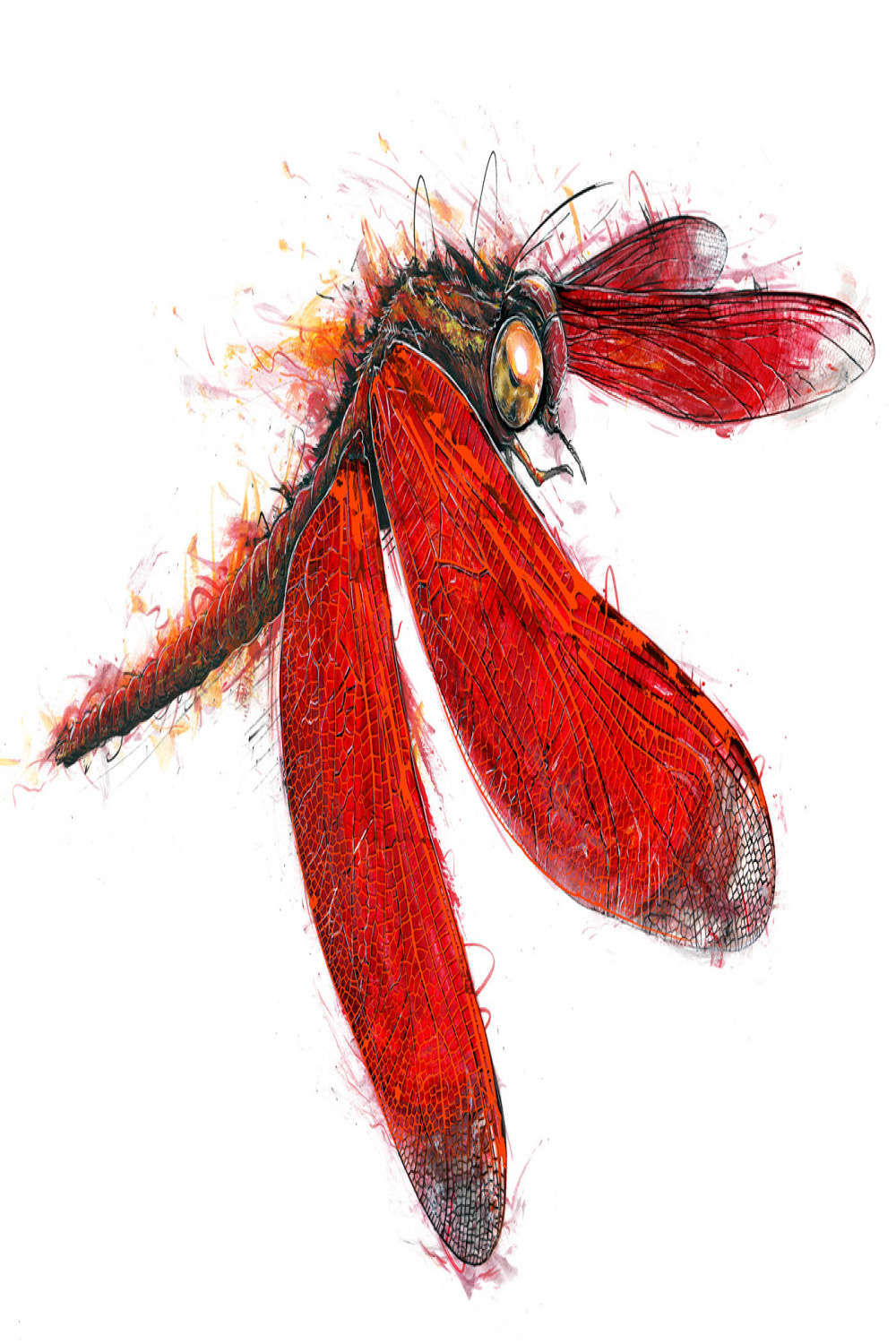 Red Dragonfly Known by some in the UK as the Devil