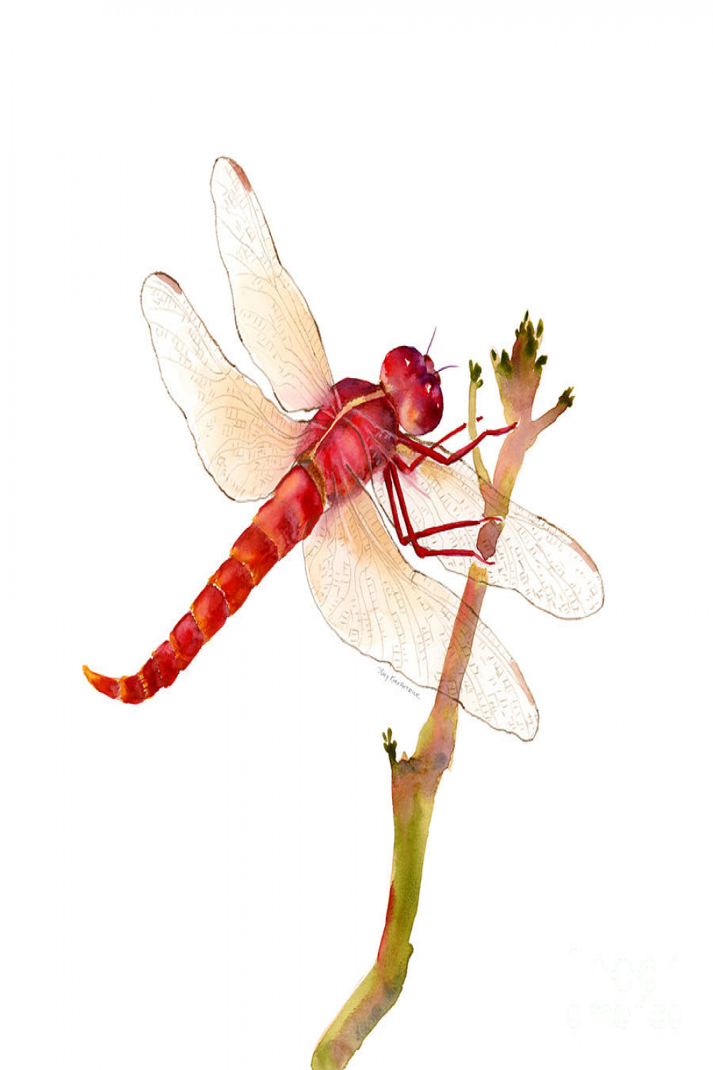 Red Dragonfly # Painting by Amy Kirkpatrick - Pixels