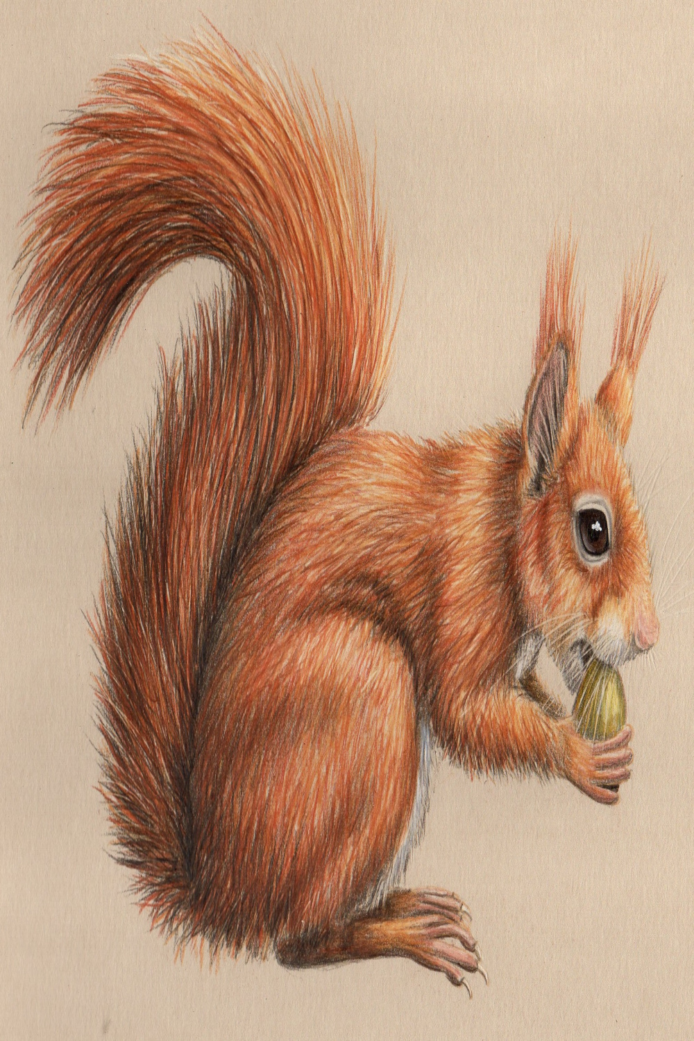 RED SQUIRREL - NATURAL HISTORY COLOURED PENCIL DRAWING :: ONLINE COURSE