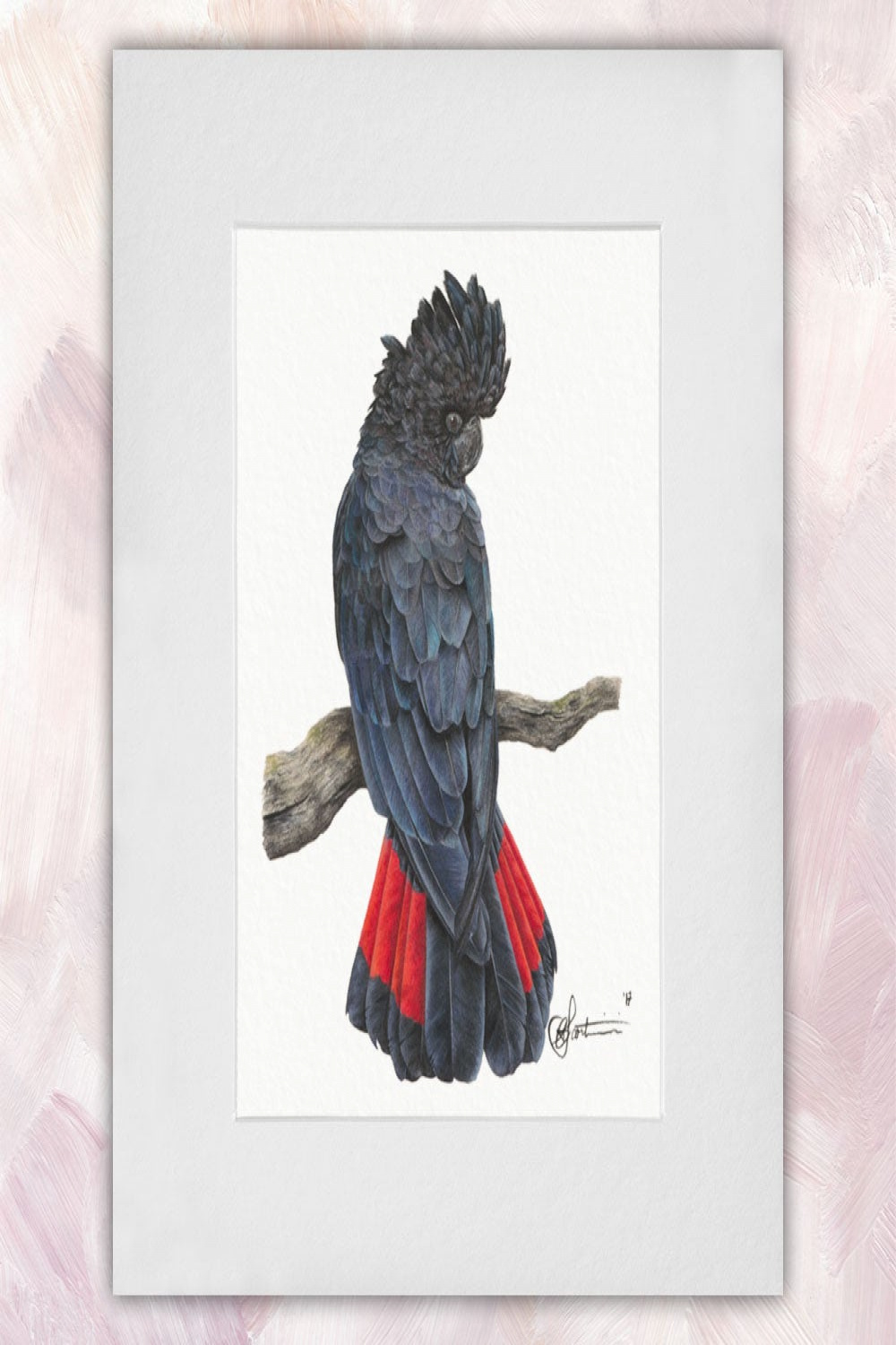 Red Tailed Black Cockatoo (Male)