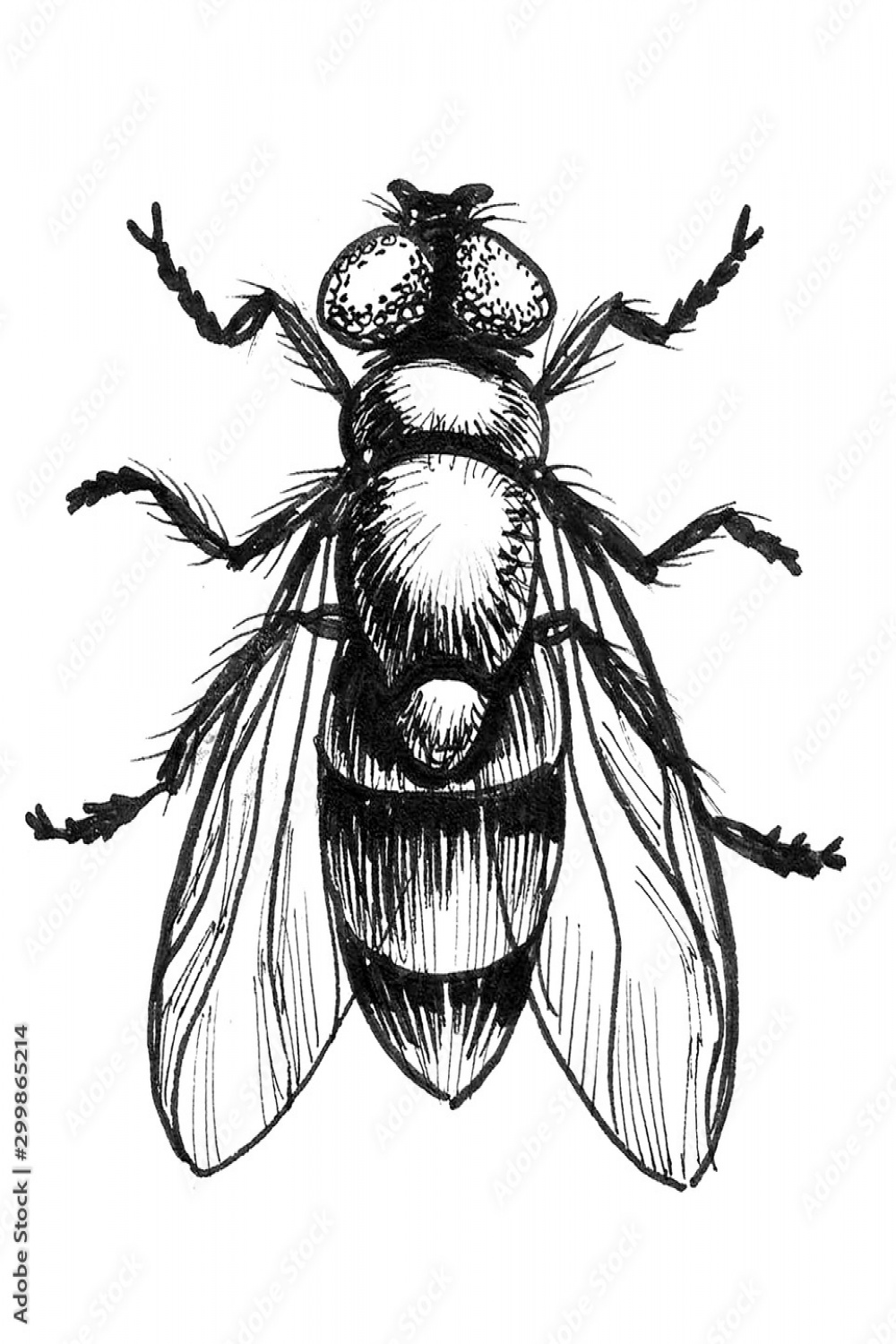 Regular insect fly