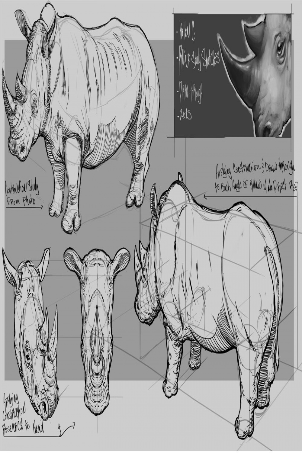 rhino anatomy - Google Search  Animal illustration art, Animal