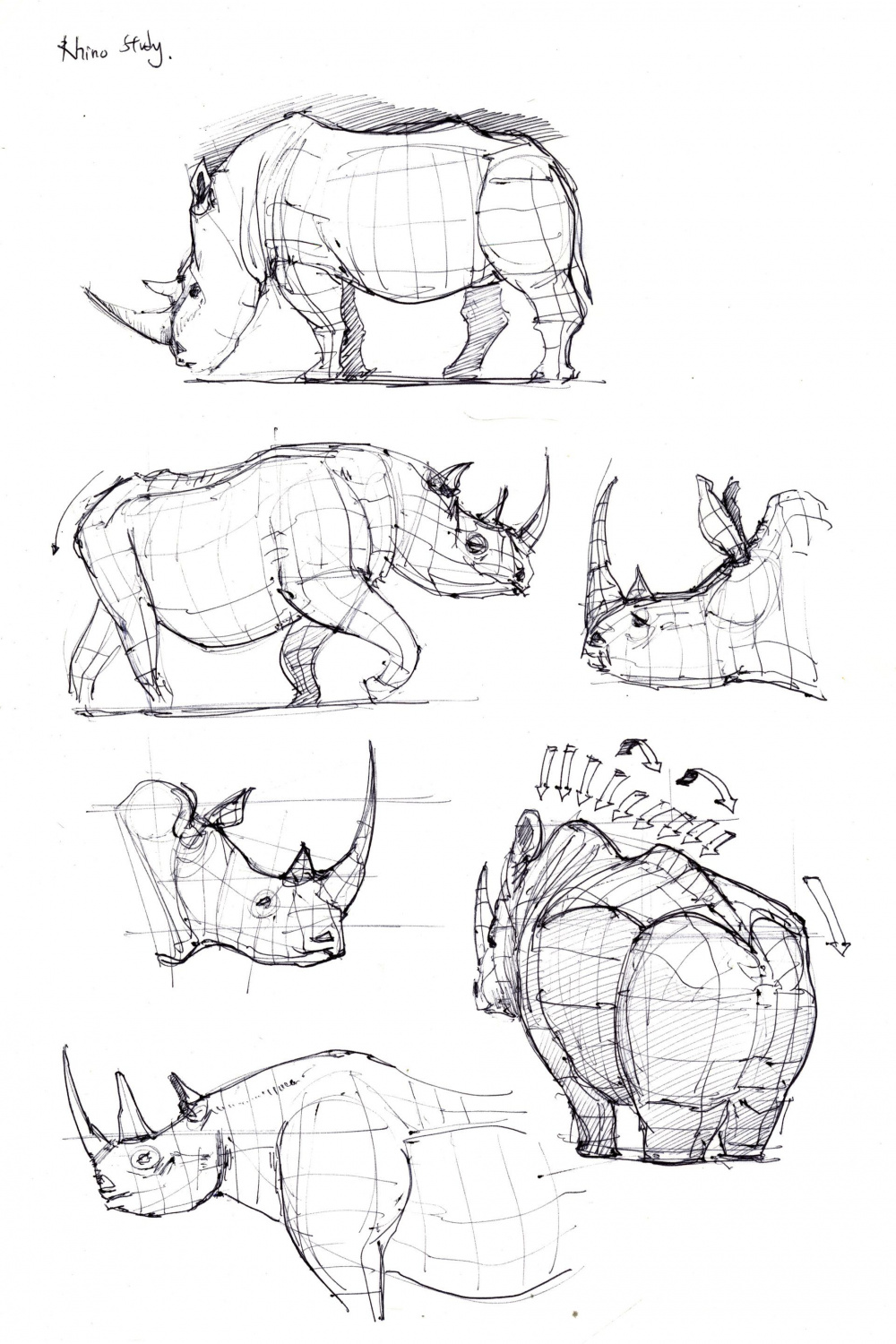 个 Rhinoceros Anatomy 点子