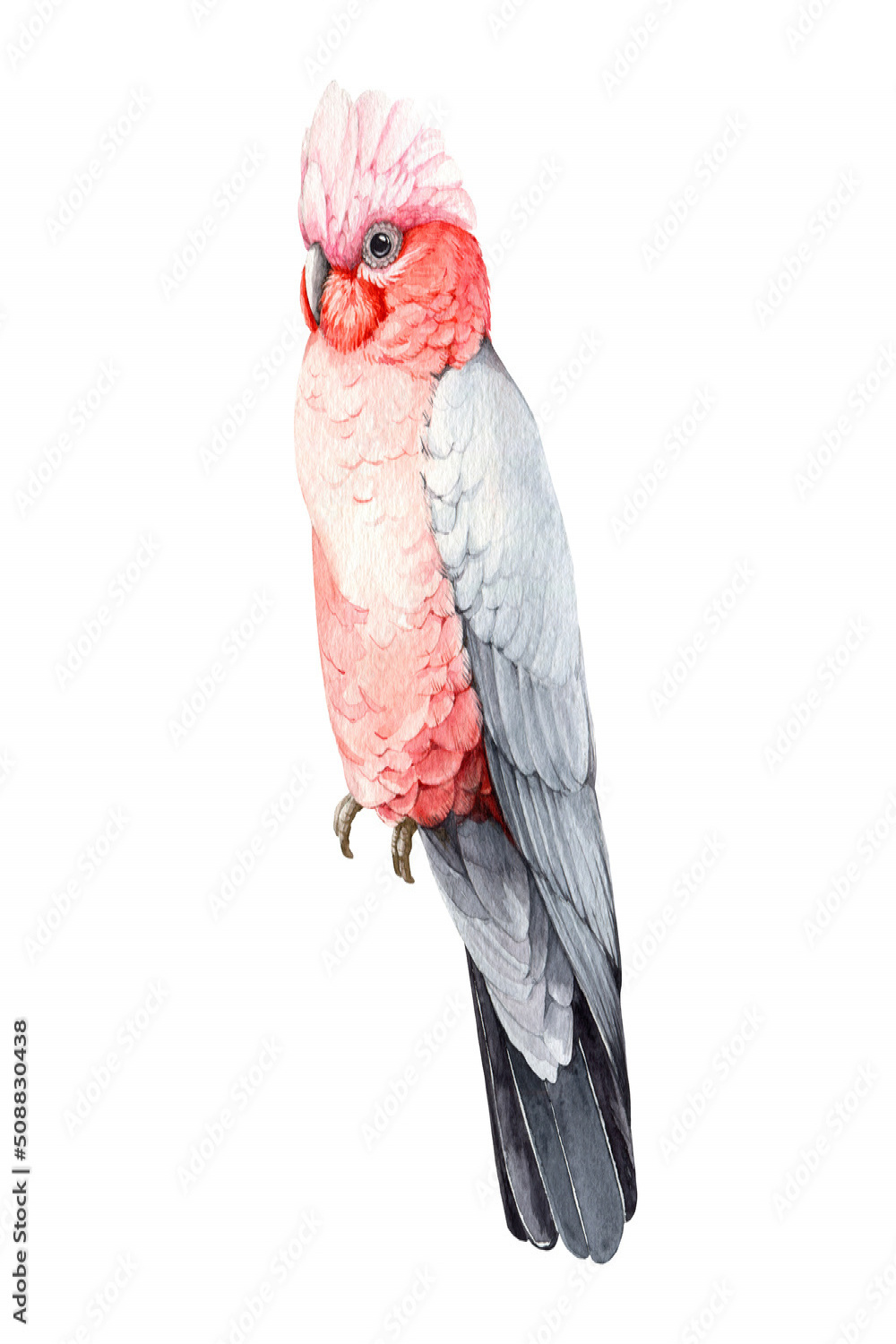 Rose-breasted cockatoo watercolor illustration