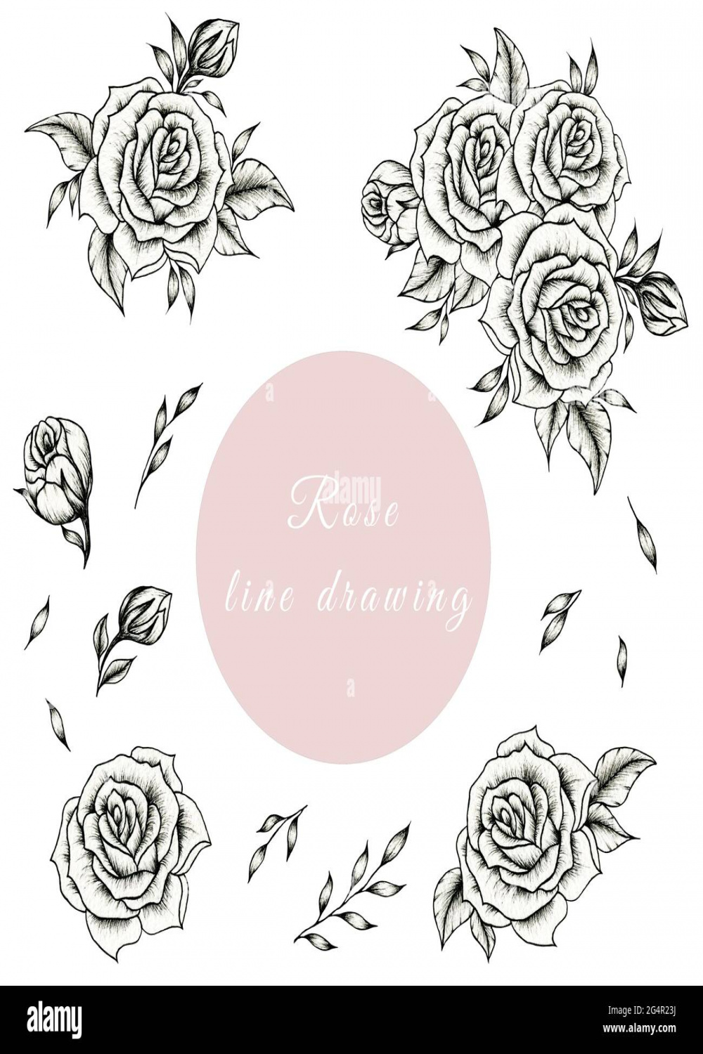 Rose fine line drawing collection, black and white vintage roses