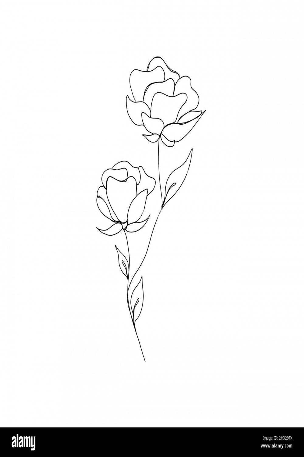 Rose flower continuous line drawing. One line art