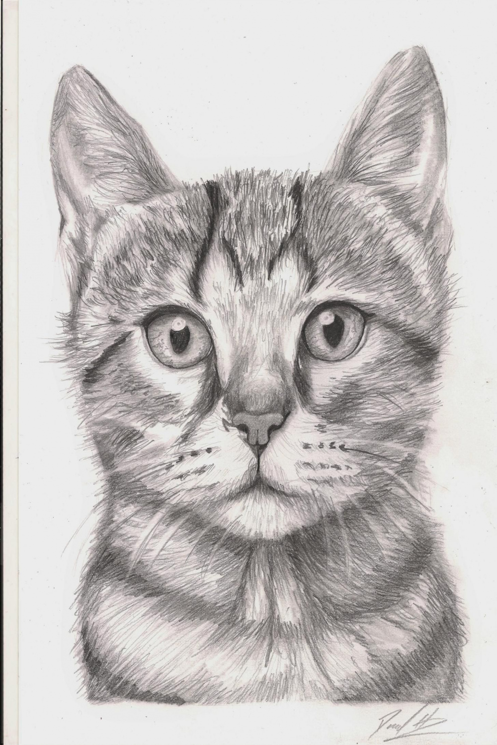 Scaredy Cat, Pencil, A - post  Cats art drawing, Kitten drawing