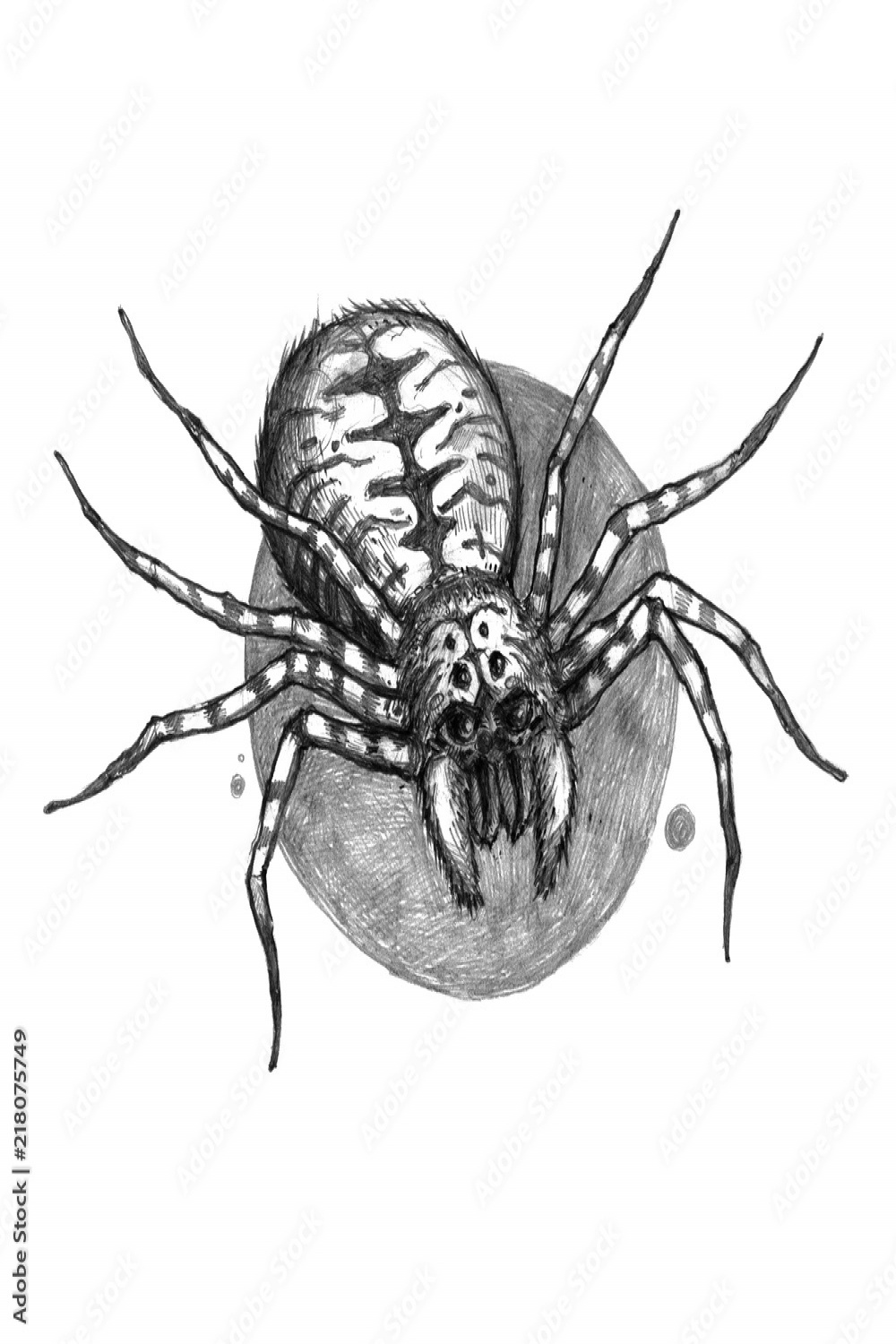 Scary spider. Pencil drawing. Halloween illustration