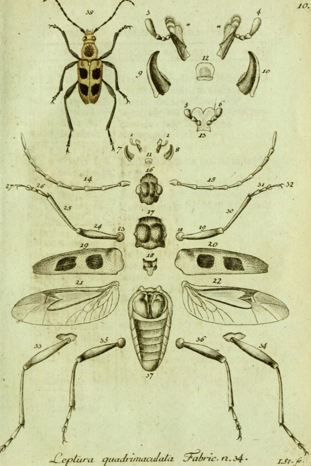 Scientific Illustration  Entomology art, Scientific illustration