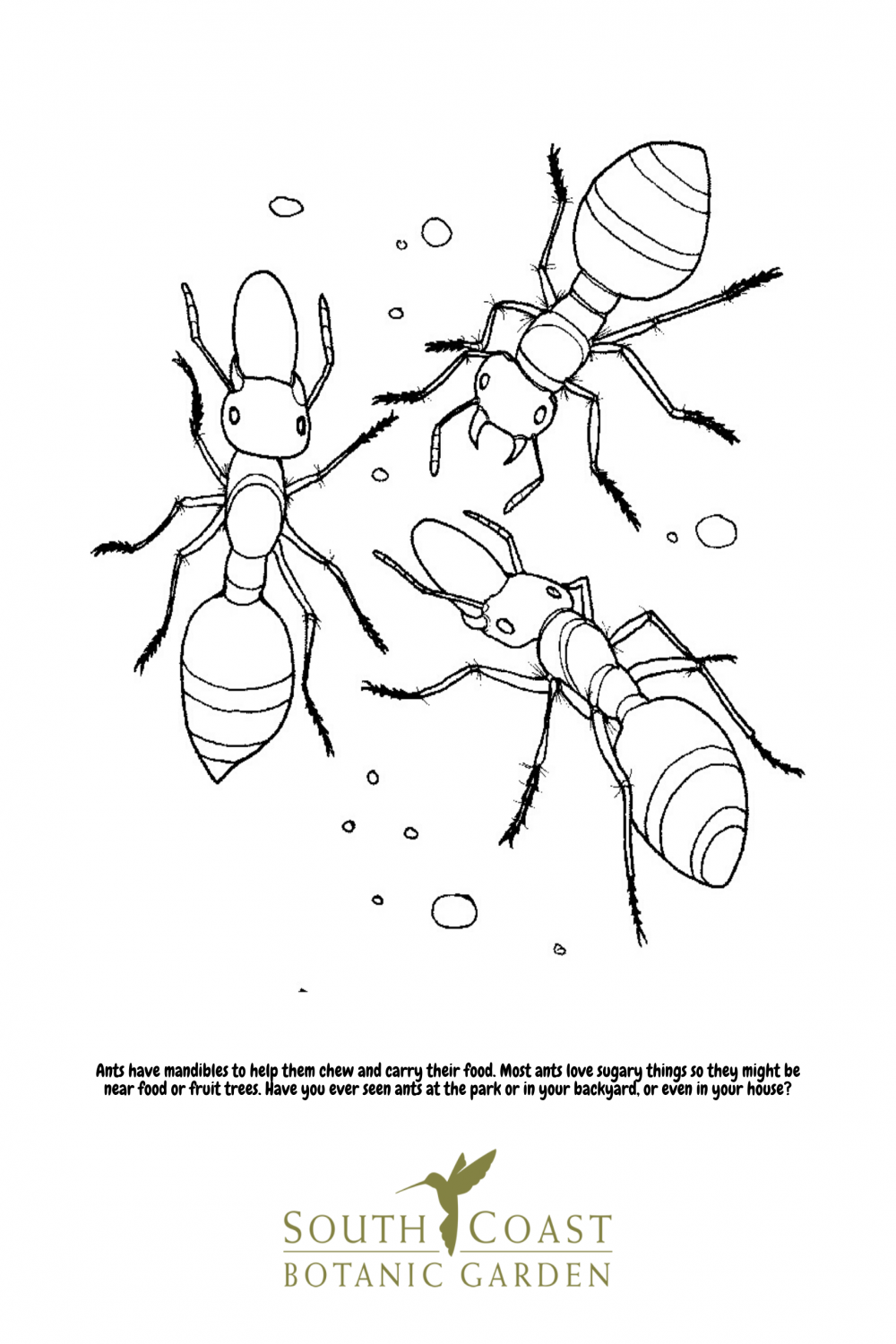 Seeds of Fun: Bee and Ant Coloring Pages - South Coast Botanic