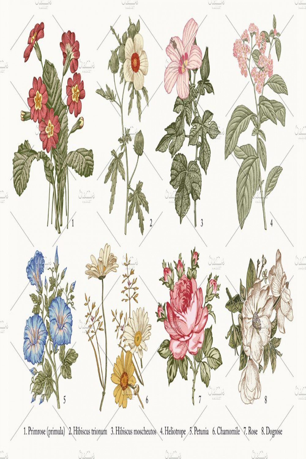 Set Flowers Botany Nature Vintage  Flower drawing, Victorian