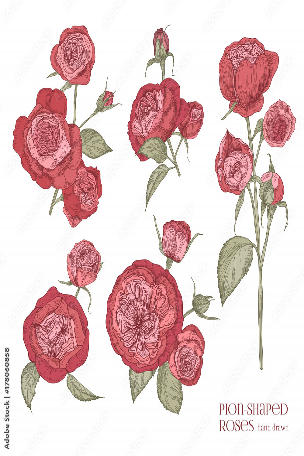 Set of beautiful botanical drawings of red peony-shaped roses