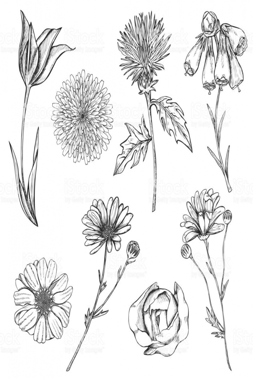 Set of hand drawn sketch flowers with stems and top view
