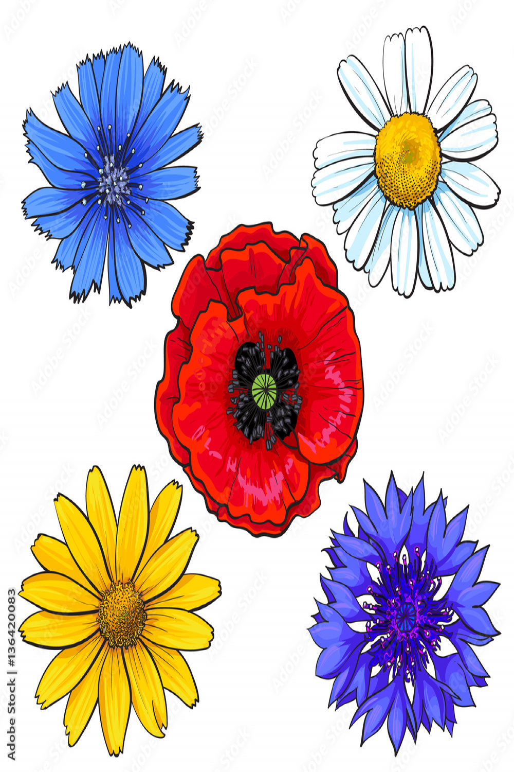Set of wild, field flowers - poppy, chamomile, cornflower, daisy