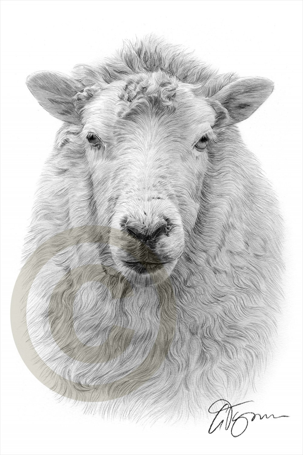 Sheep Artwork Pencil Drawing Print Animal Art Artwork - Etsy Sweden