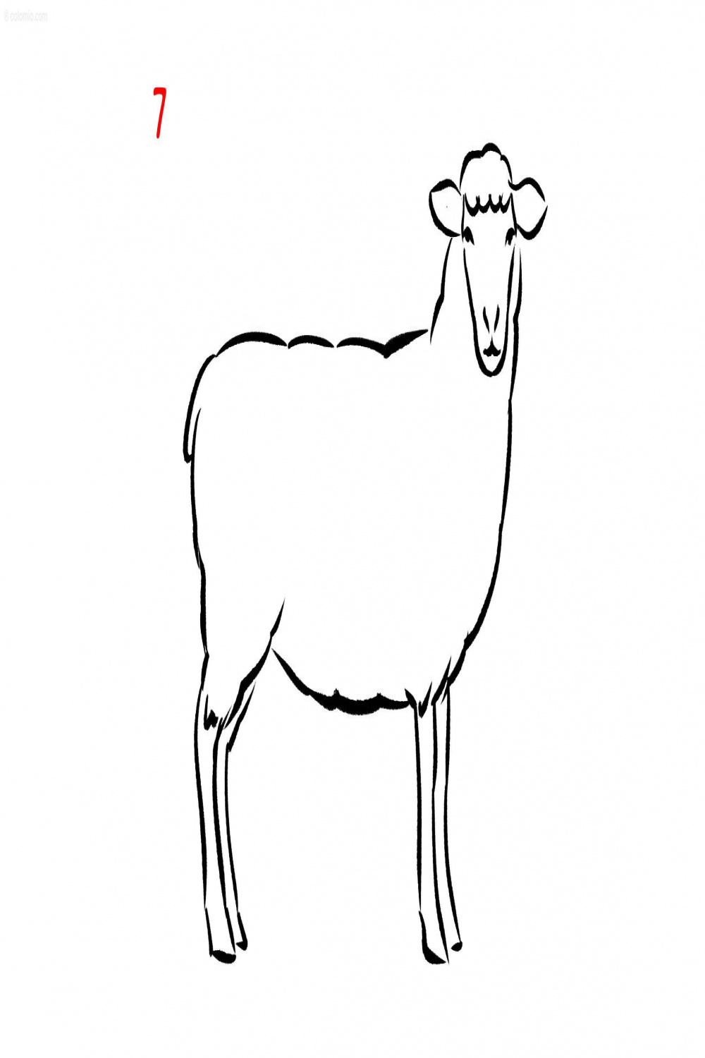 Sheep Drawing ➤ How to draw a Sheep