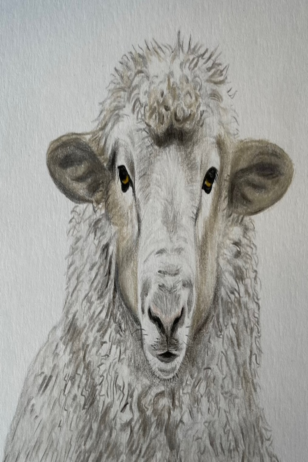Sheep drawings · Sketch a Day