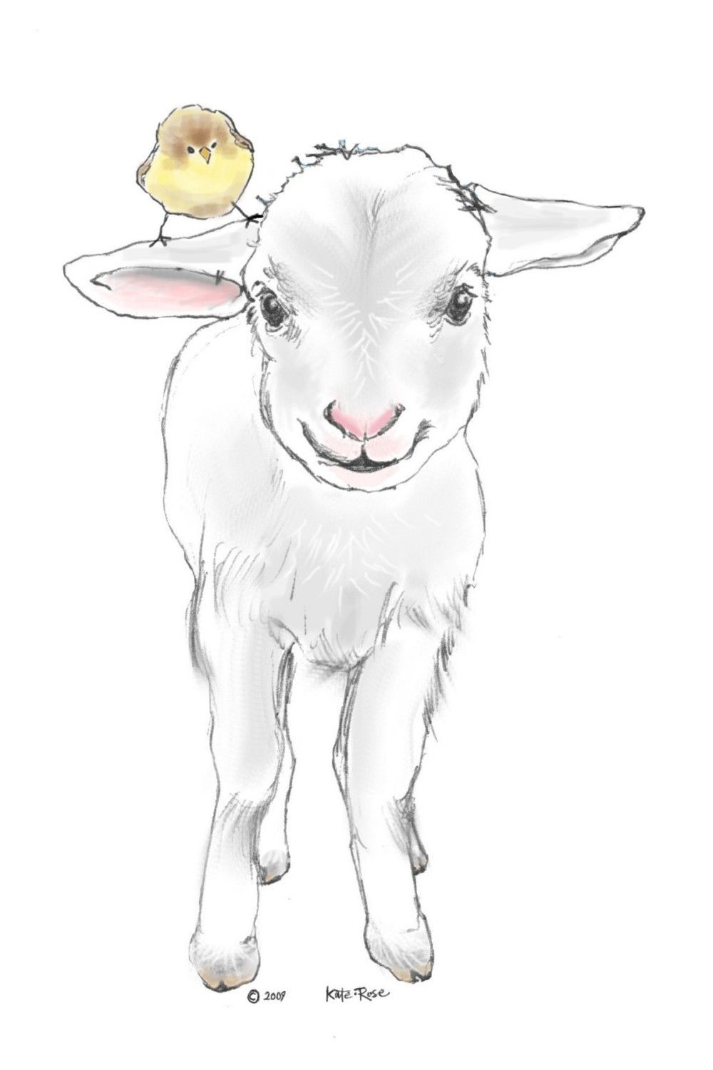sheep realistic drawing step by step - Google Search  Schaf