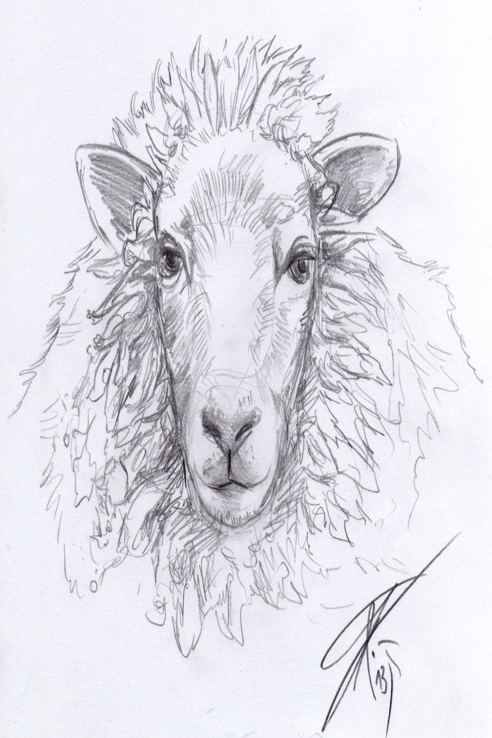 Sheep Sketch by Bruneburg on DeviantArt in   Sheep drawing