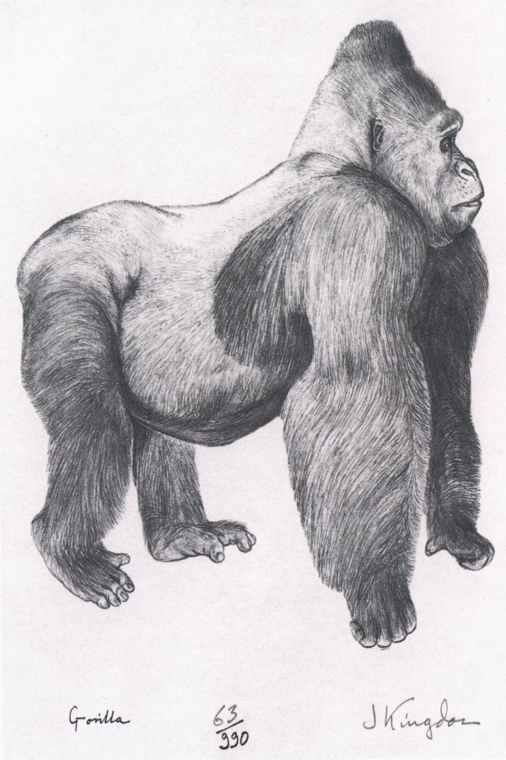 Silverback Gorilla Drawing - UWDC - UW-Madison Libraries