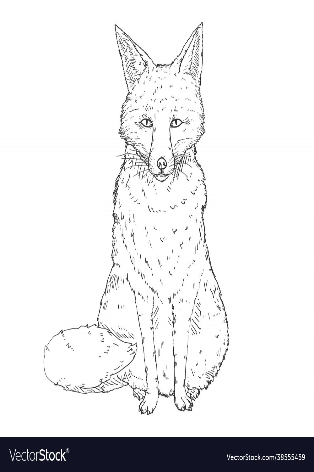 Sitting fox front view Royalty Free Vector Image