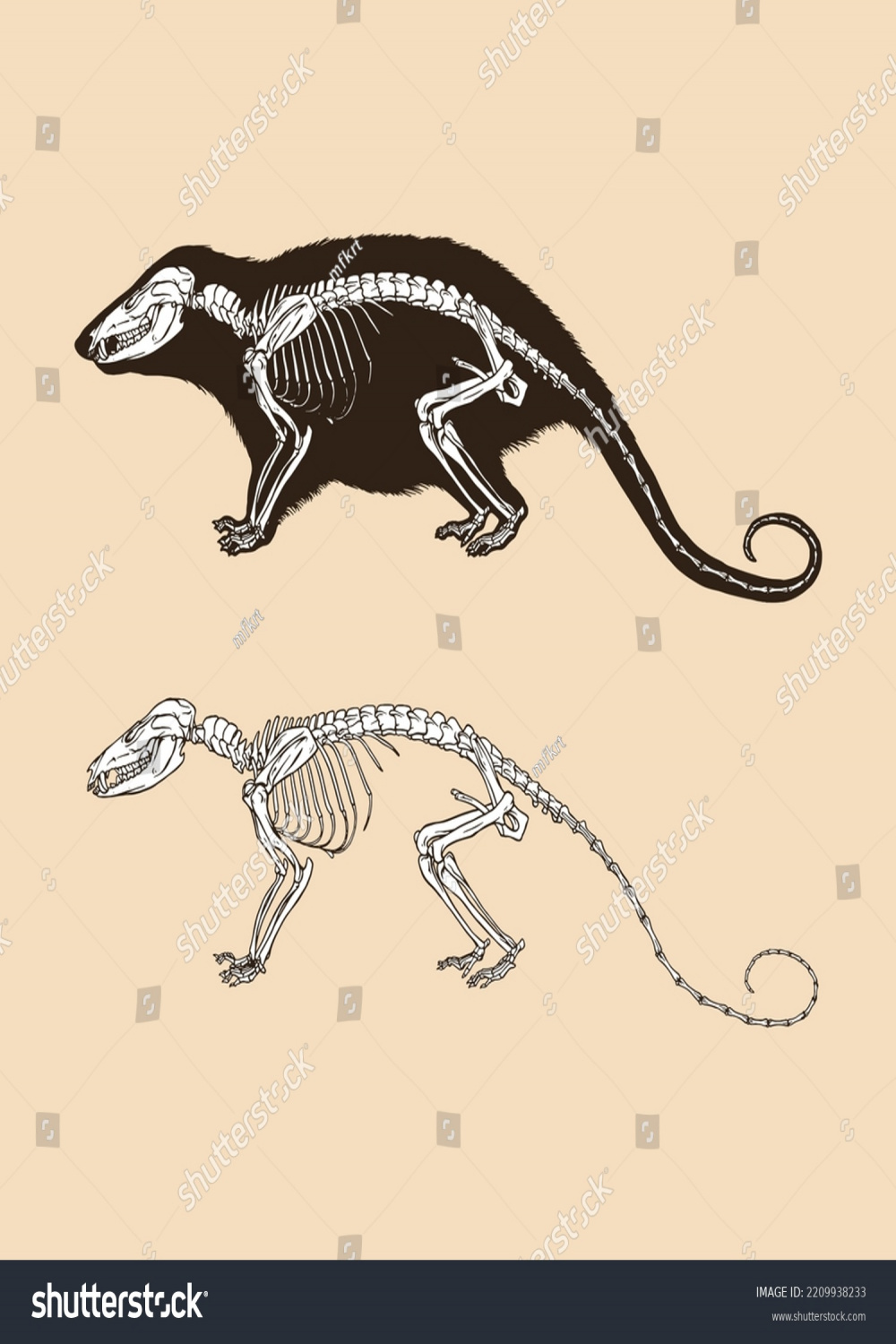 Skeleton virginia opossum Vektorgrafik Tier: Stock-Vektorgrafik