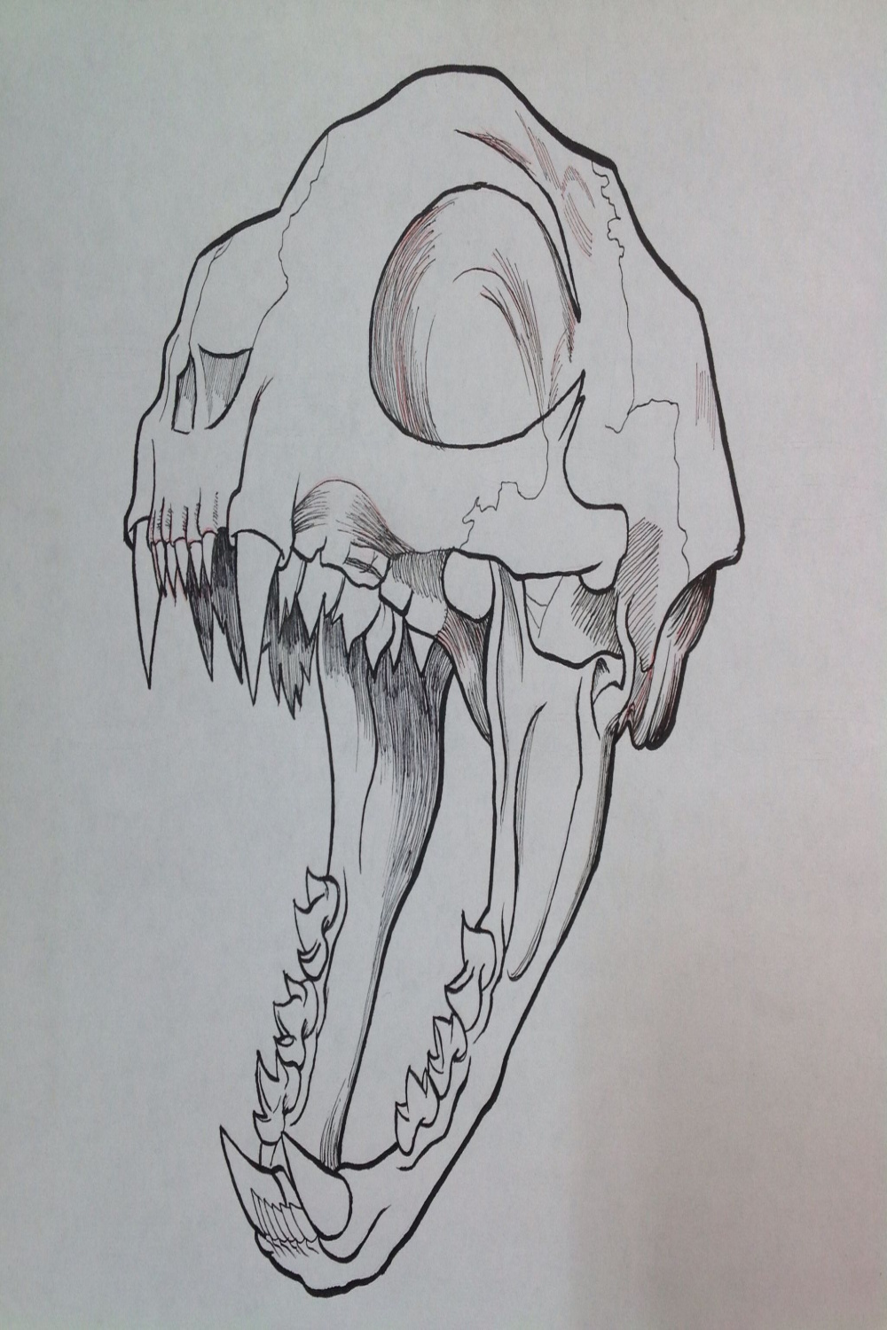 sketch Cat Skull #ilustracion #craneo #huesos #creepy  Animal