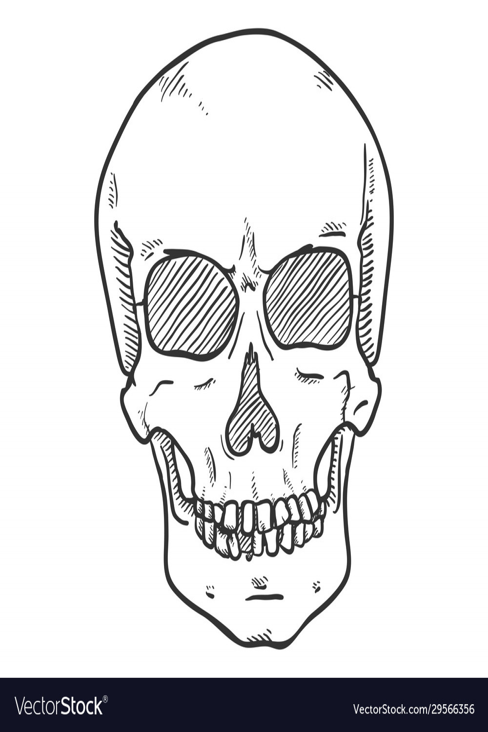 Sketch - human skull front view Royalty Free Vector Image