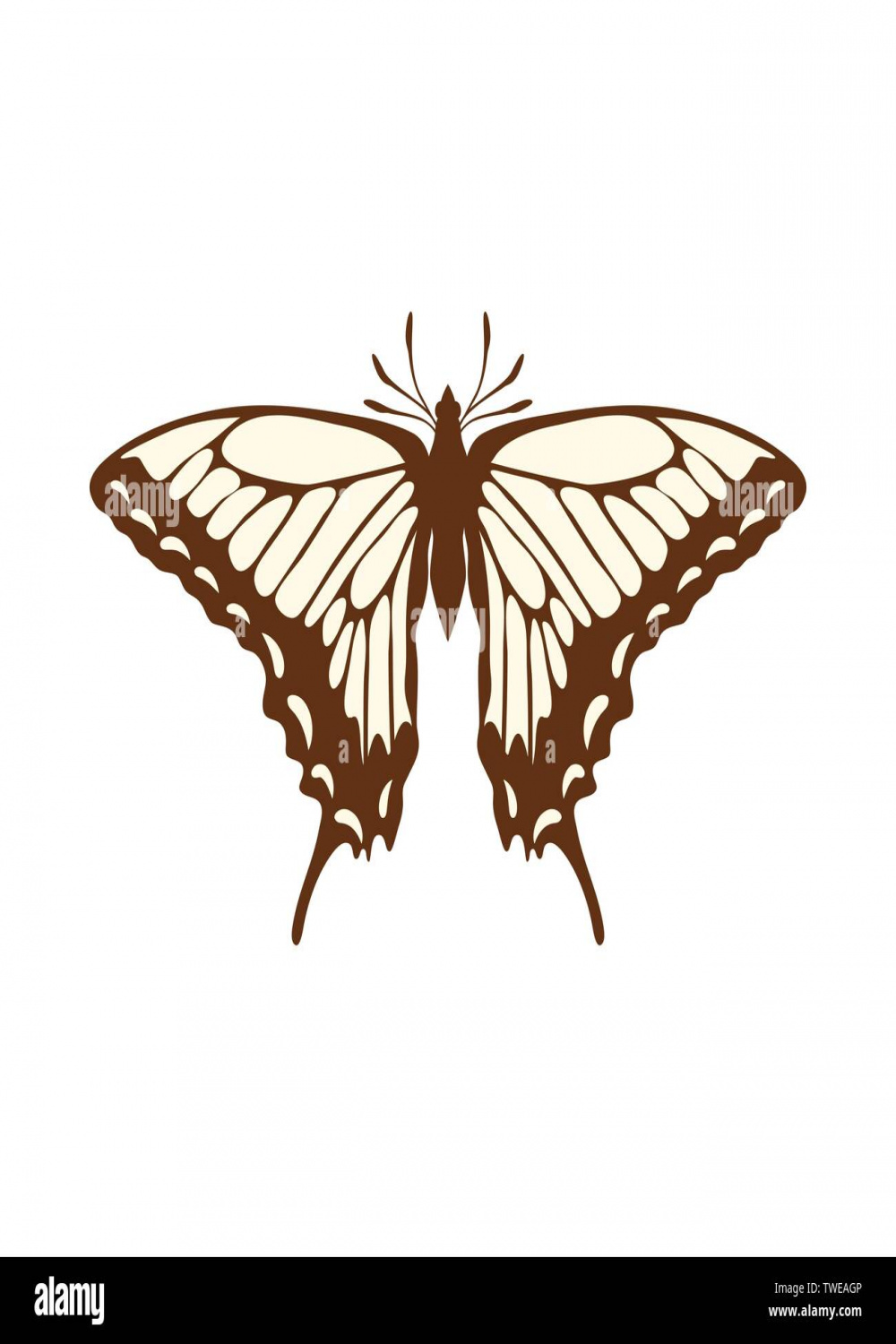 Sketch of Butterfly. Brown Line Color Design
