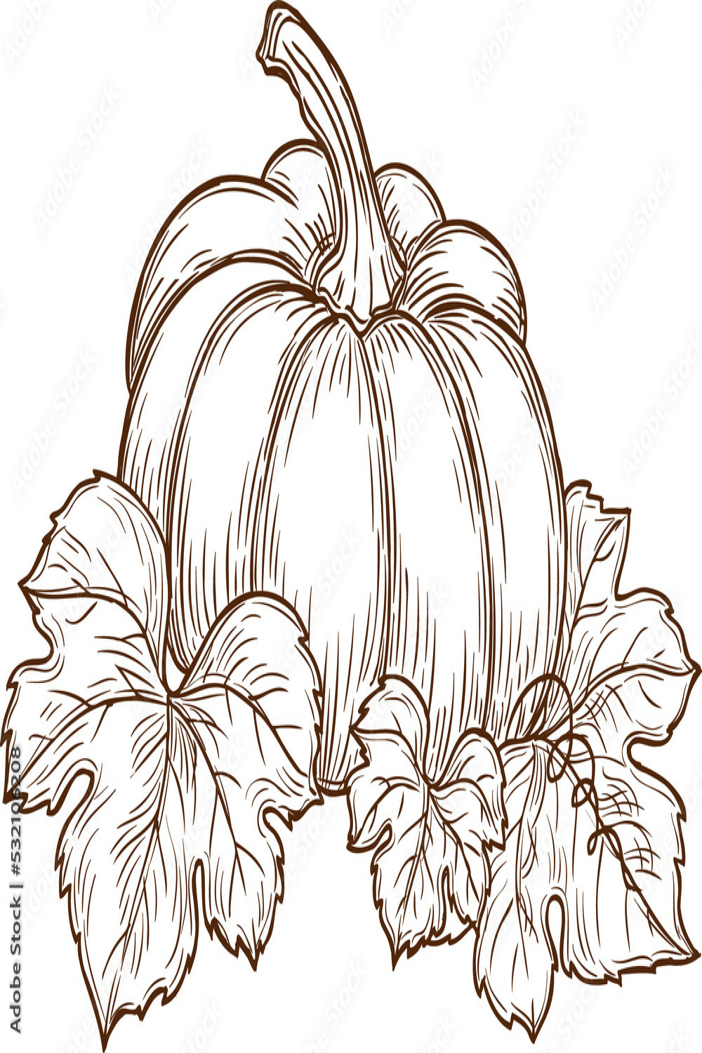 Sketch pumpkin with leaves and vine, raw vegetable Stock