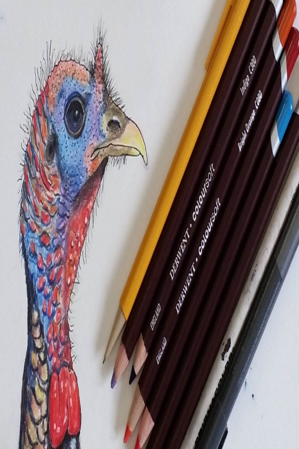 Sketching a Wild Turkey in Colored Pencil