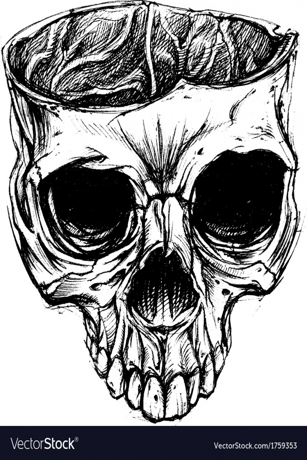 Skull drawing Royalty Free Vector Image - VectorStock