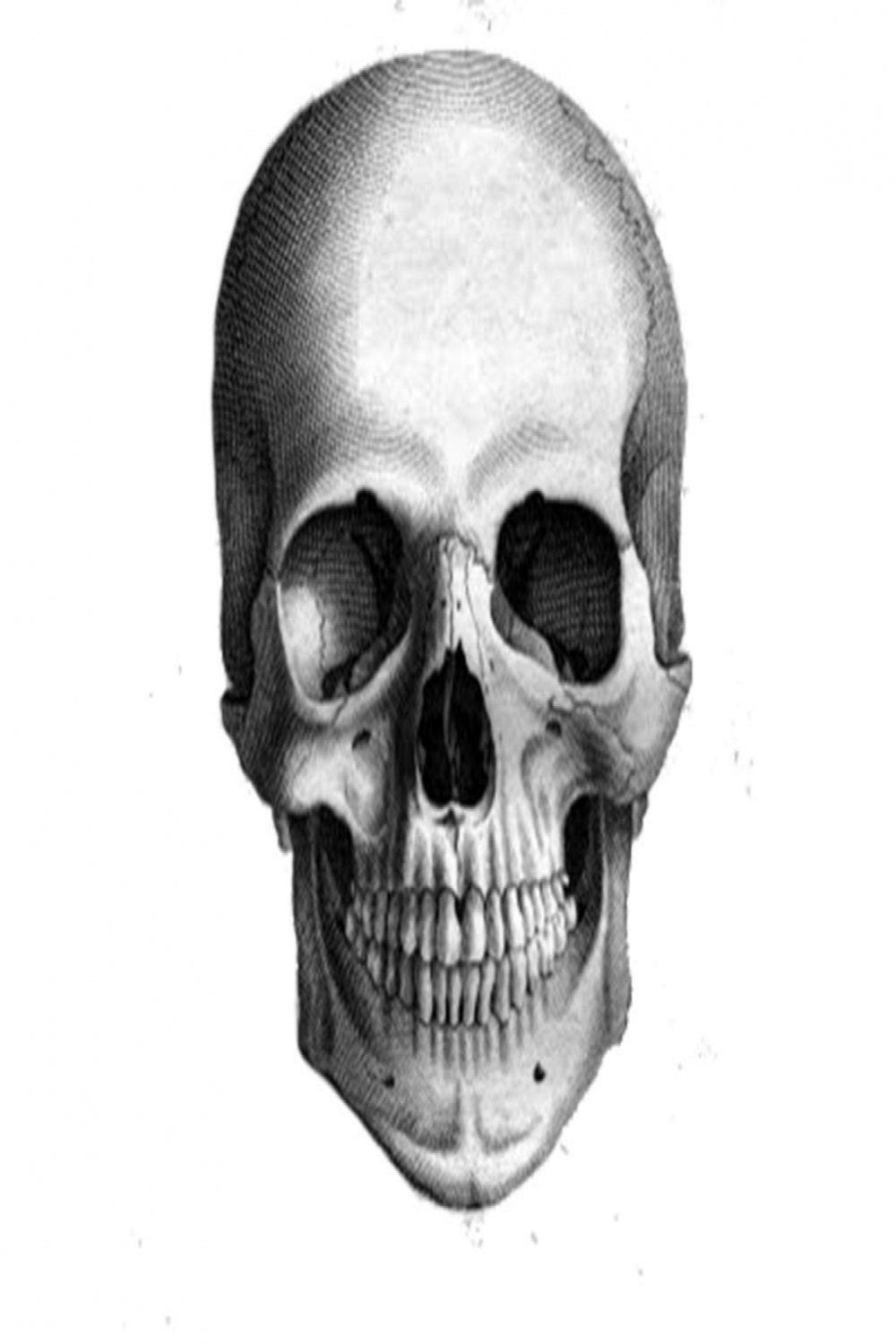 Skull for shading  Skull drawing, Skull halloween card, Halloween art