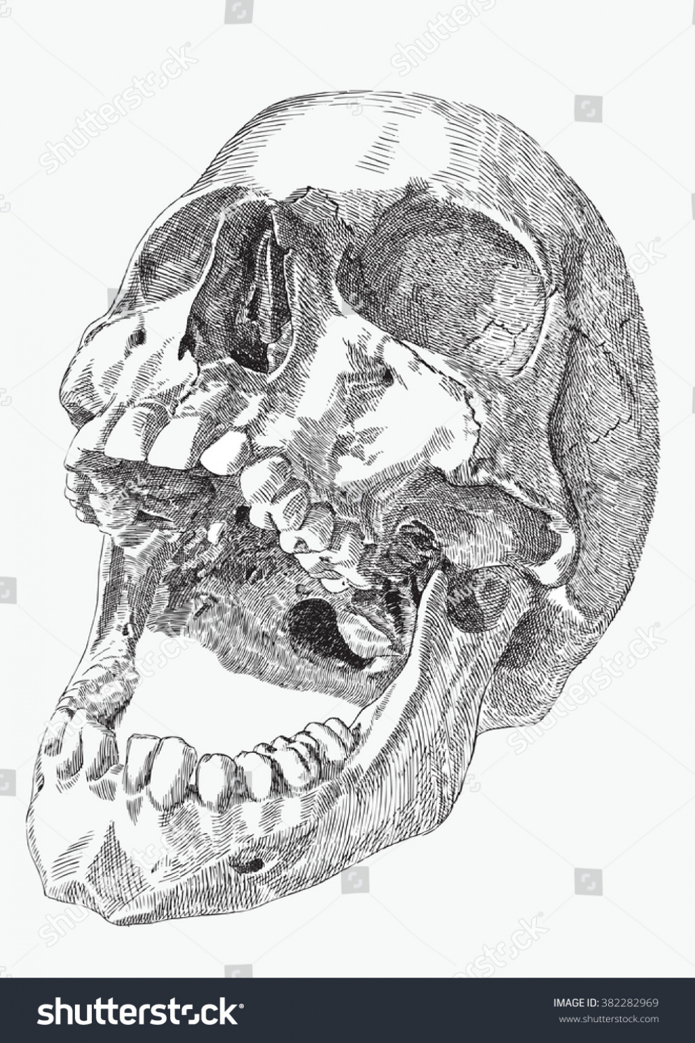 Skull Human Open Mouth Hand Drawing: Stock-Vektorgrafik