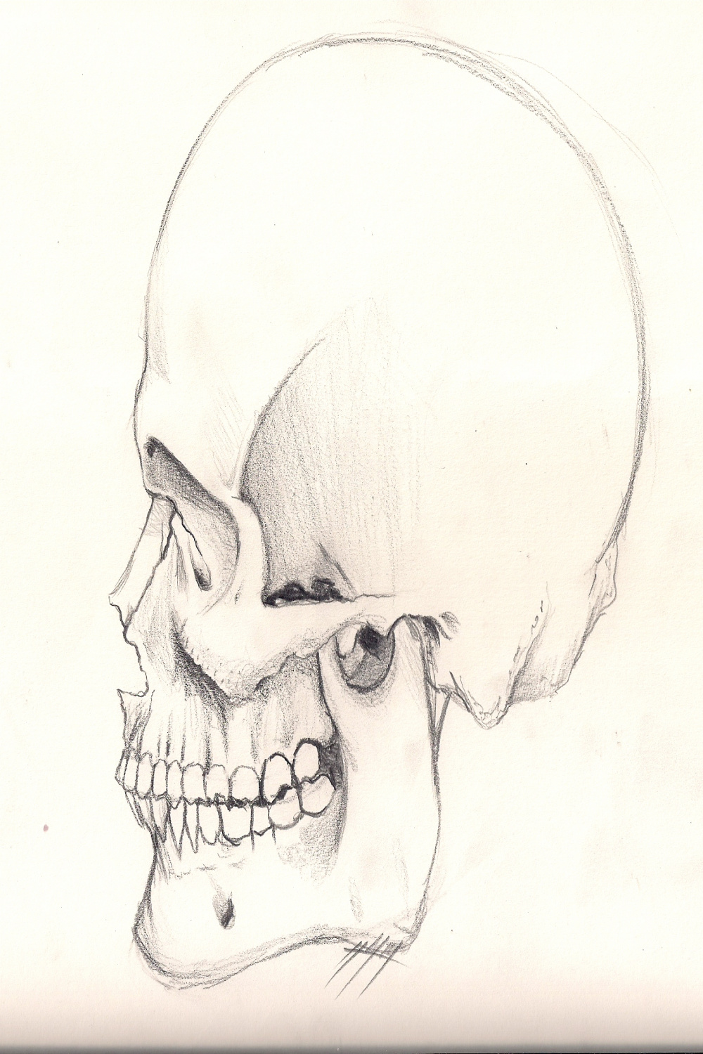 Skull Left Side by artofangles on DeviantArt