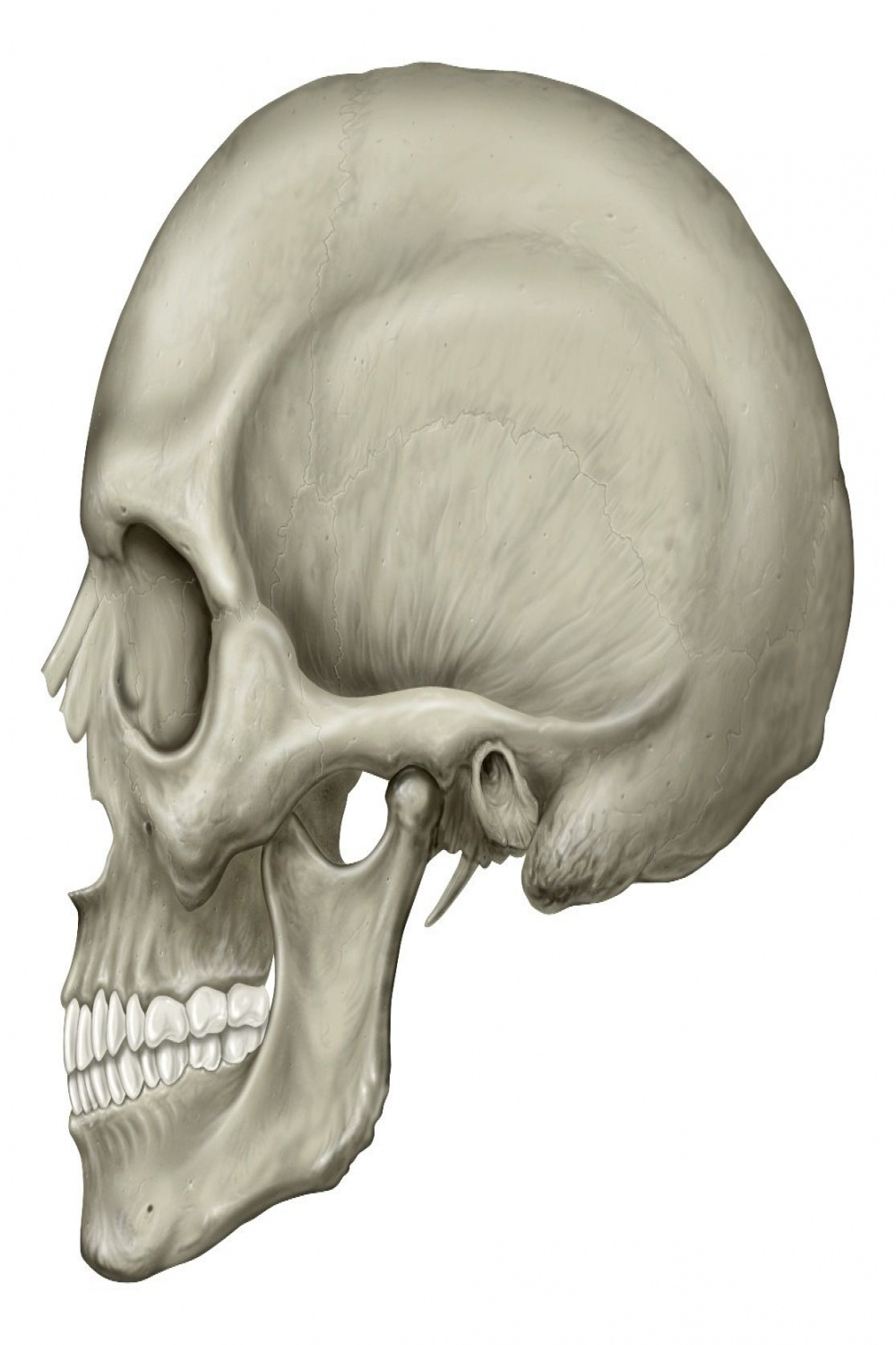 Skull (left side)  Human skull, Human skull drawing, Human
