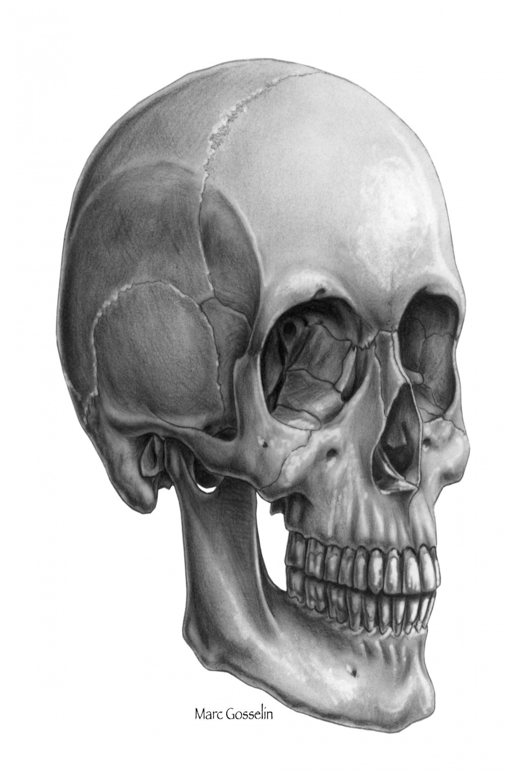 / skull pencil charcoal drawing - Google Search  Human skull
